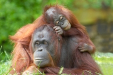 mother orangutan with her cute baby